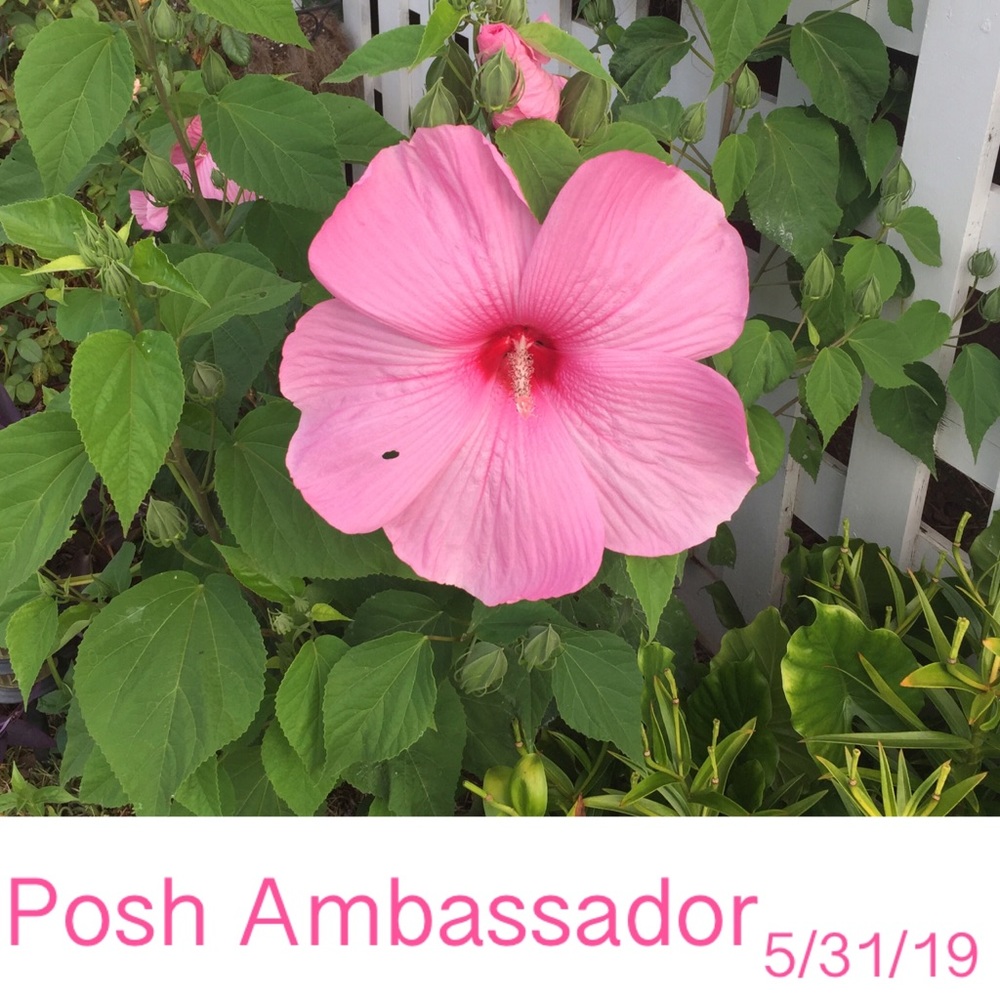Meet your Posher, Suzie ⭐️ Posh Ambassador II